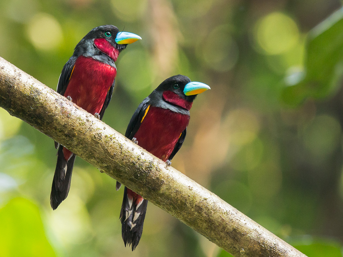 black-and-red-broadbill-120805-100eos1d-fy1x3711